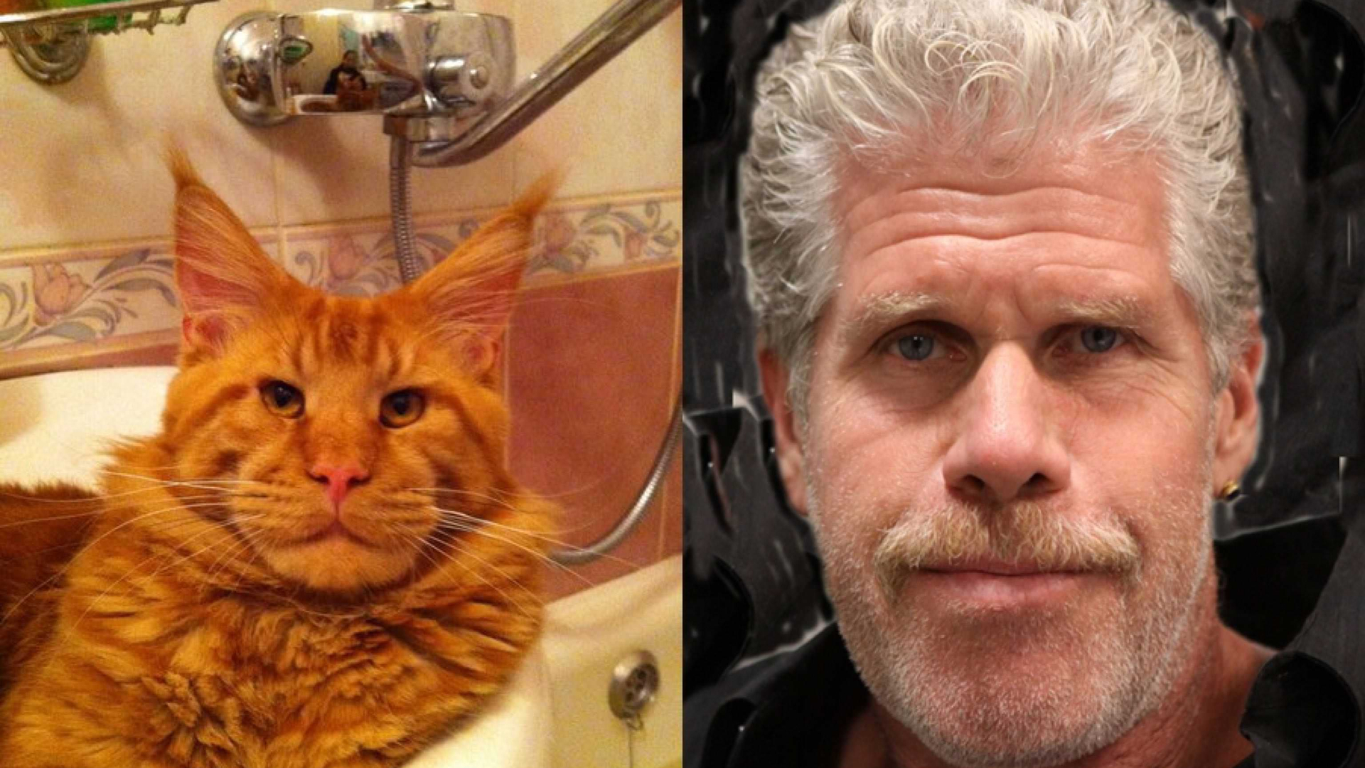 Ron Perlman e il Maine Coon