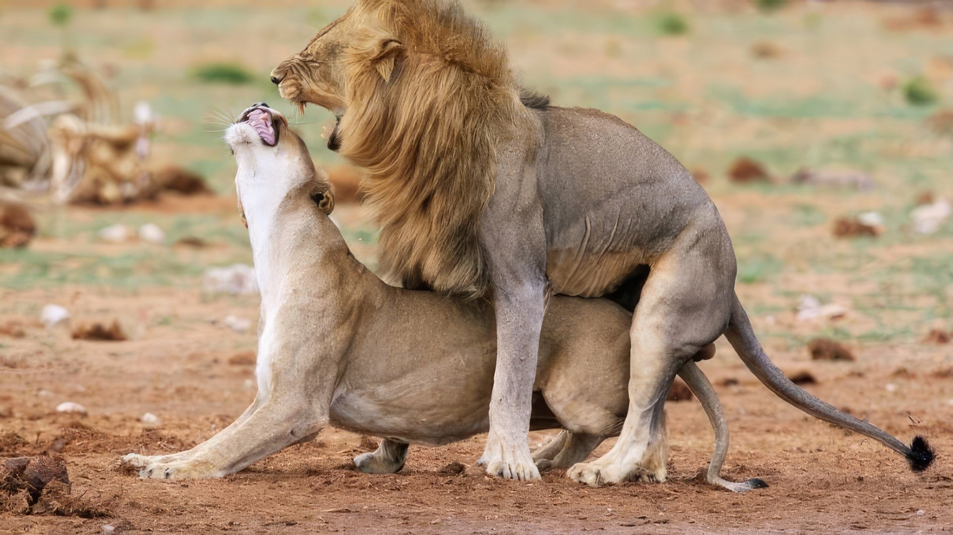 Nella loro vita personale, i Leoni hanno bisogno di forti impressioni