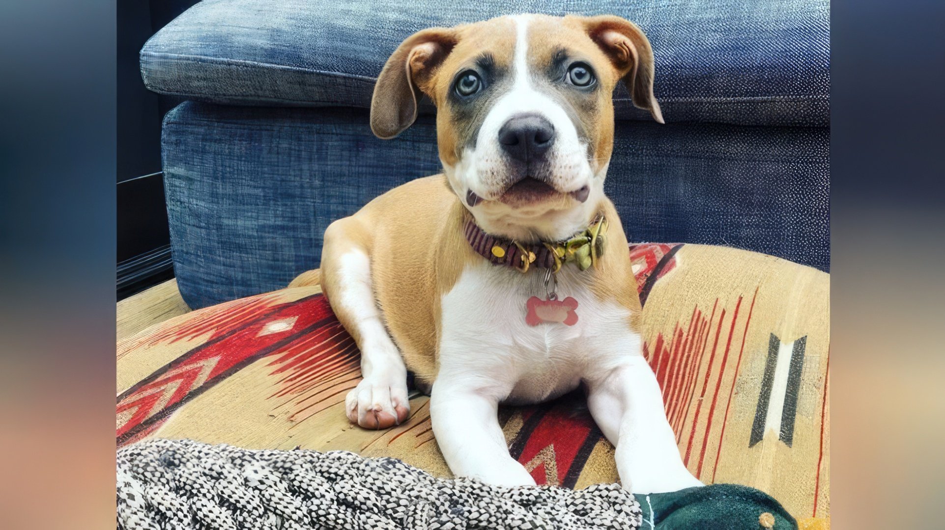 Nell'aprile 2020, Zach Braff ha adottato un cane da un rifugio