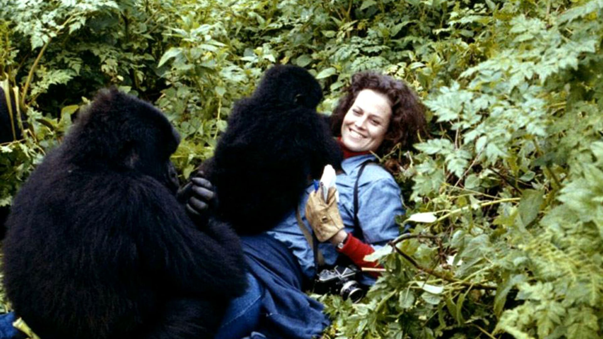 Sul Set di 'Gorillas in the Mist'