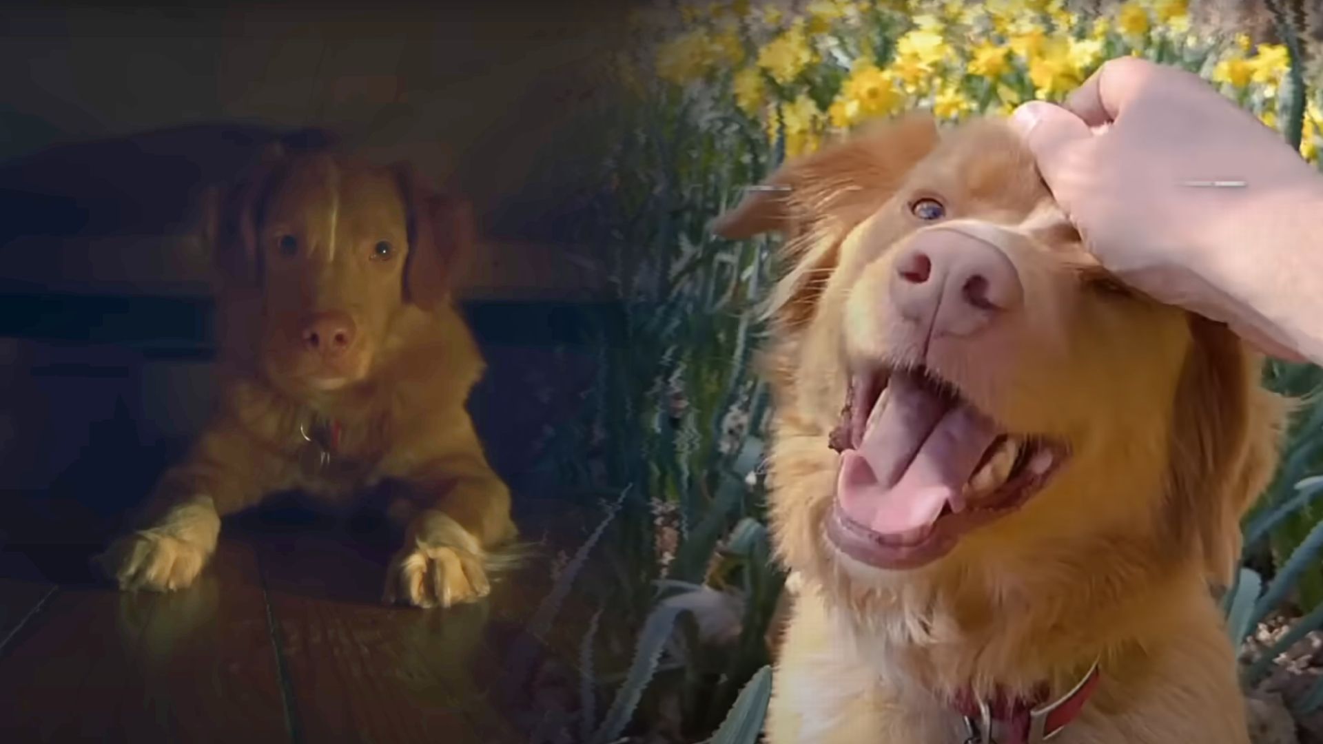 "Good Boy" - Il Miglior Horror del 2025 Finora. Il Film con il Cane Supera "The Conjuring 4"