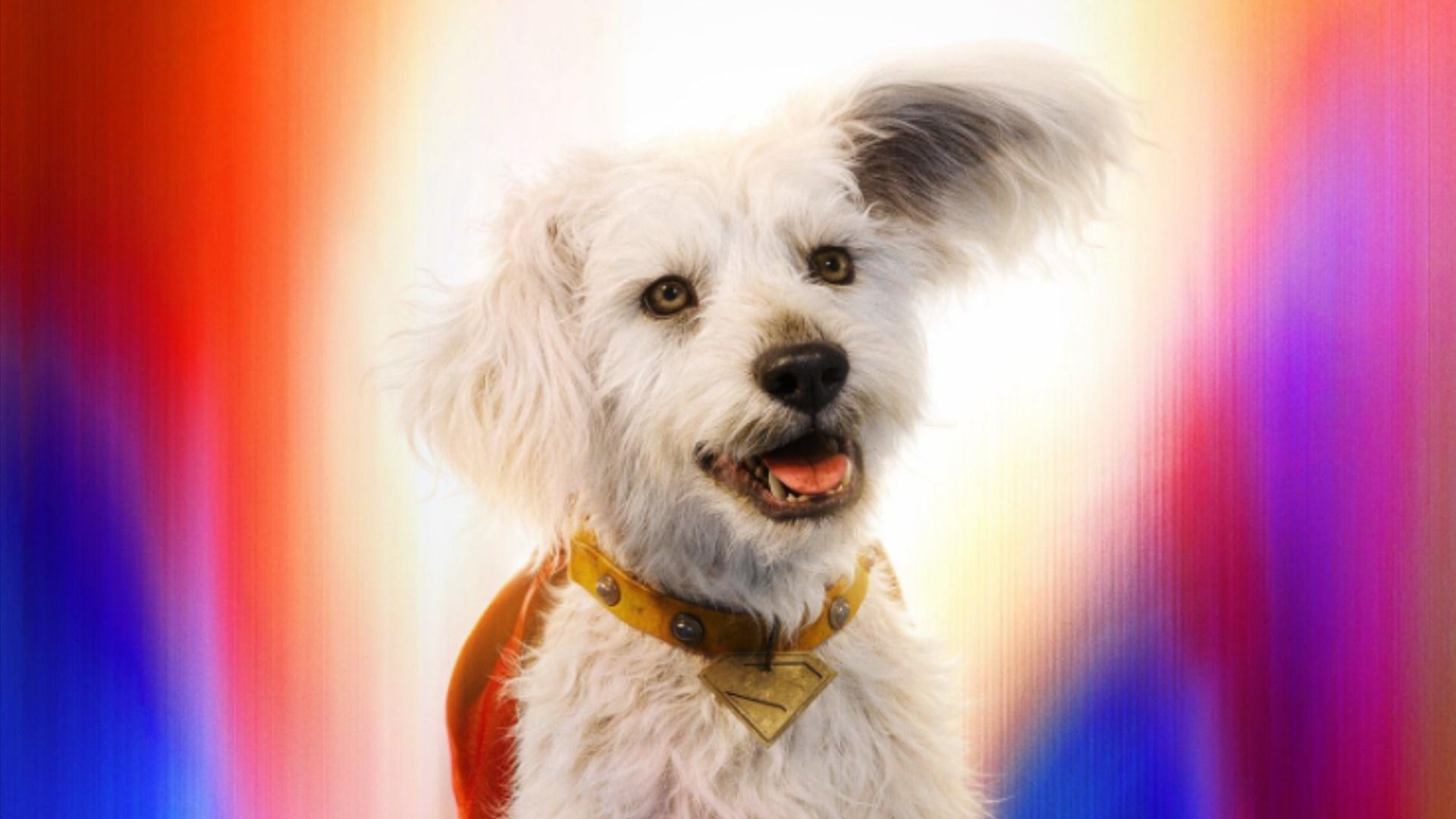 Cane bianco con mantello rosso seduto in luce blu-rosa